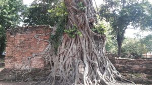 Thailande Boudha arbre tete
