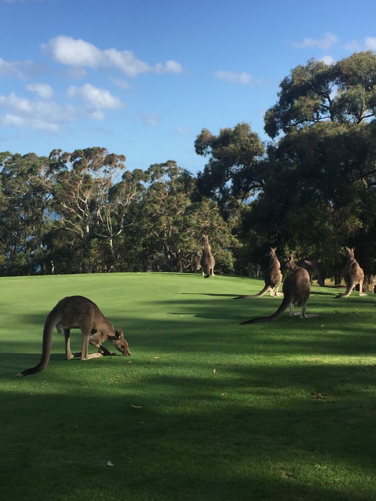 Kangourous Australia