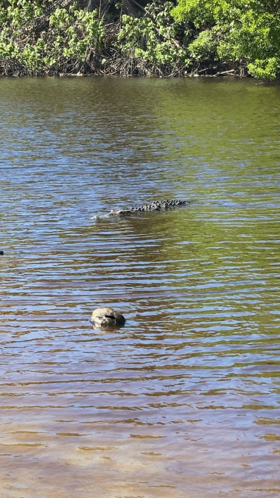 Un crocodile dans un lagune