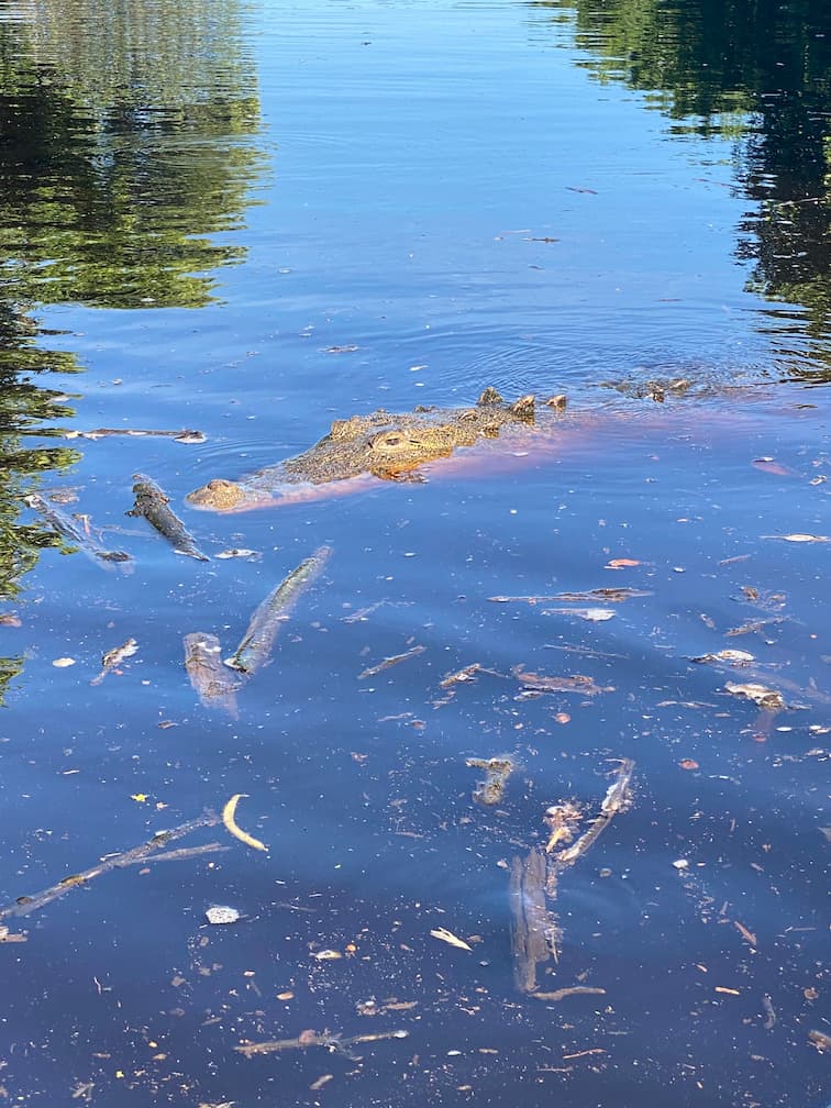 Crocodile dans le lagune de Ventana