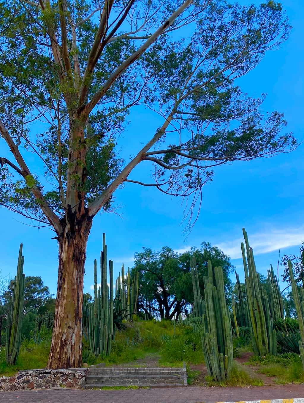 Que faire à Mexico City ? Les incontournables à visiter Alice Voyage